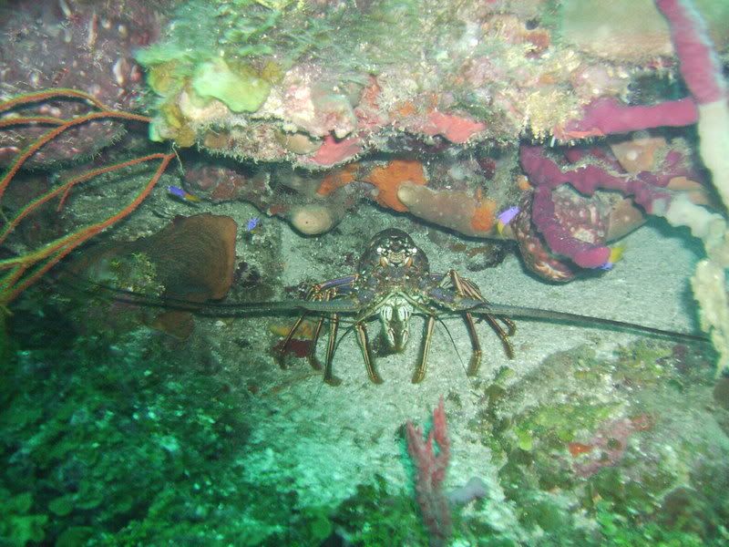 Roatan106.jpg