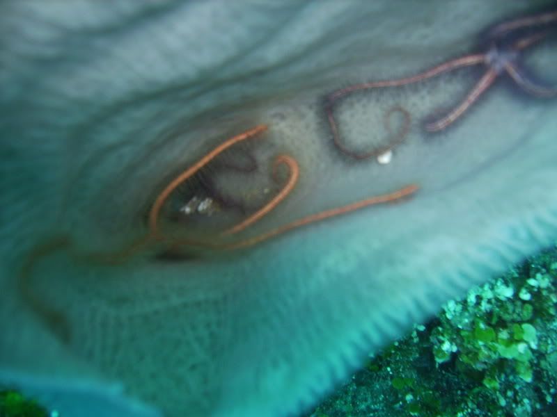 Roatan107.jpg