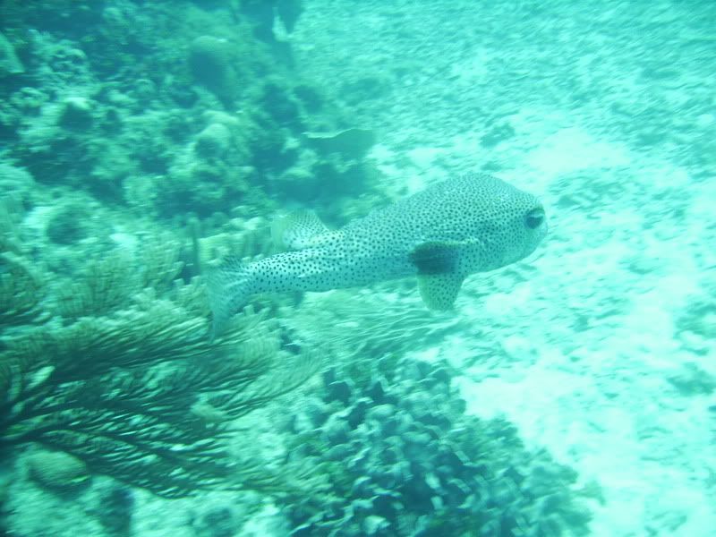 Roatan175.jpg