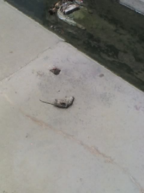 dead mouse