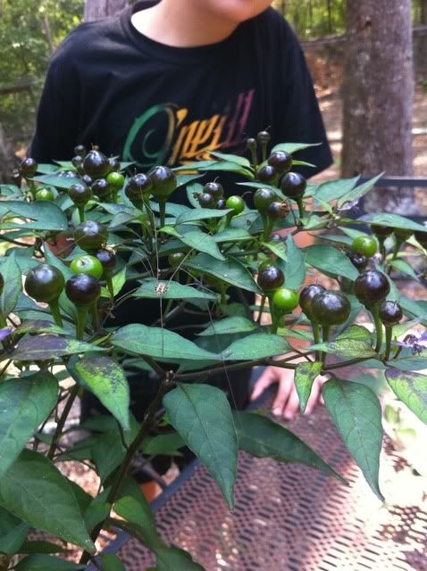 Spiders like hot peppers?