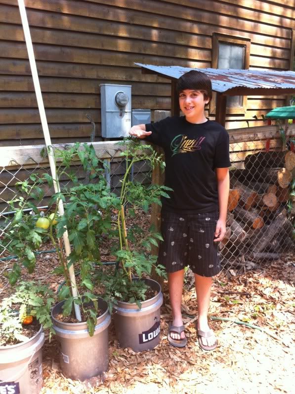 chest high tomato plants