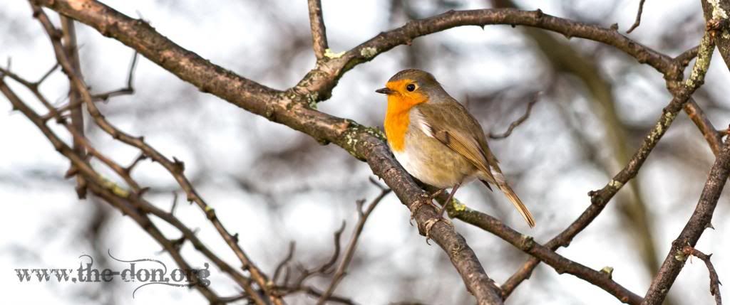 IMAGE: http://i114.photobucket.com/albums/n255/DON-T5/robinweb_zpse89e119a.jpg