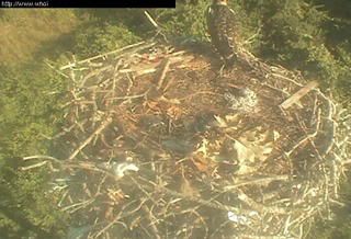 Woods Hole osprey