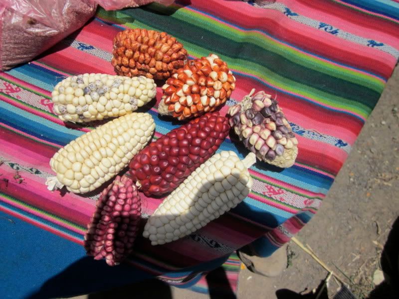 Bolivian Corn