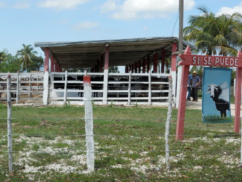 Beef Cattle Sheds