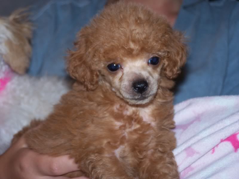 beautiful toy little girl female tiny cup  poodle photo: Scarlet. Scarlet.jpg