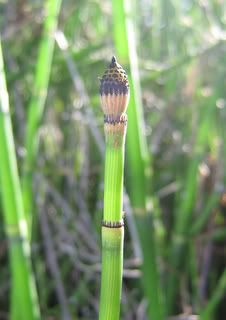 In Missouri and have Horsetail? - Homesteading Questions