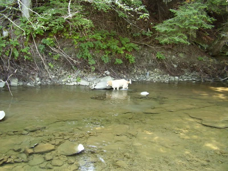 Let's see some pictures of your place... - Homesteading Questions