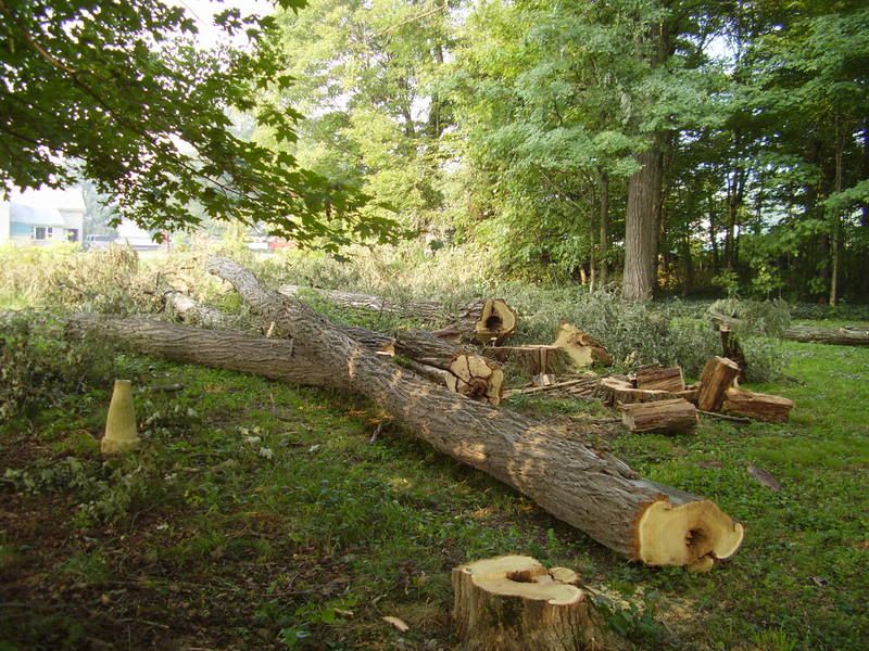 splitting wood by hand... wedge or grenade? - Homesteading Questions