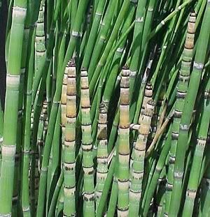 In Missouri and have Horsetail? - Homesteading Questions
