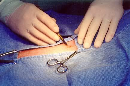 Photo ultrasound pyometra dog