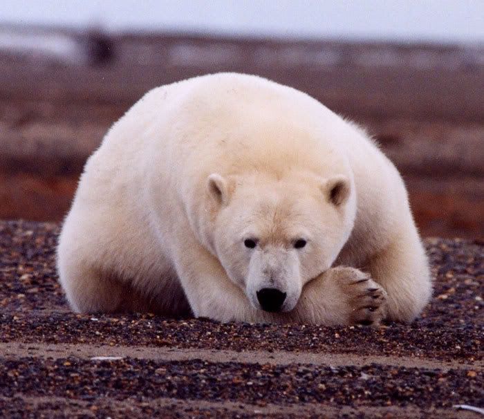 polar bear photo: Polar Bear Polar_Bear.jpg