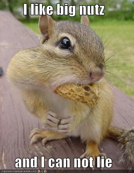 Squirrel Big Nuts