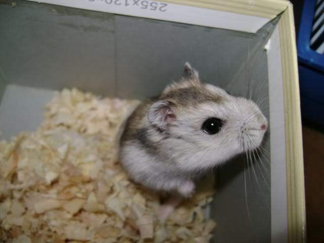 hamtaro