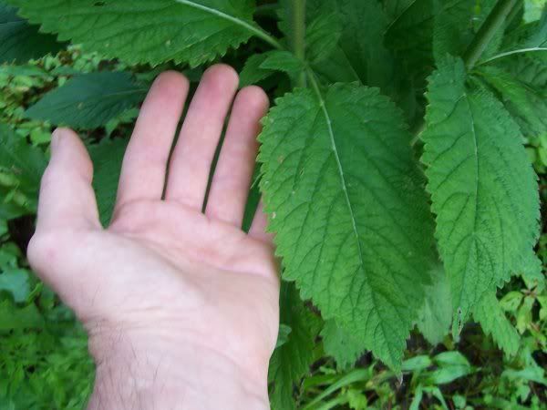 Remember this? New information... - Plant and Tree Identification