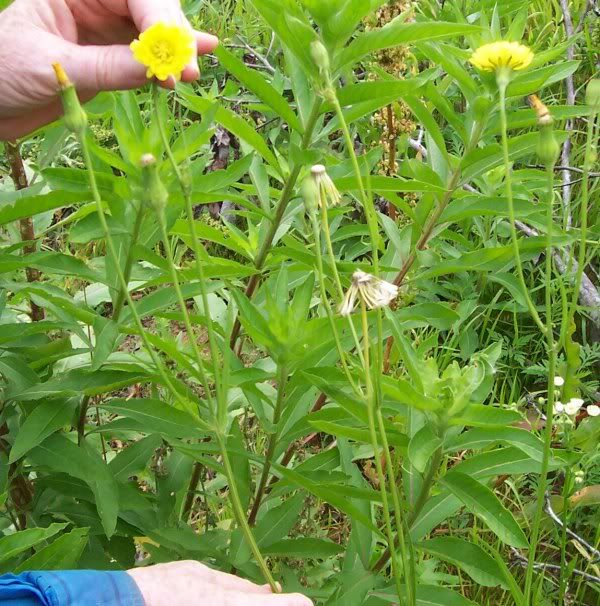 Remember this? New information... - Plant and Tree Identification