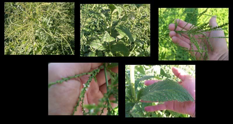 New info on wild plants - Plant and Tree Identification