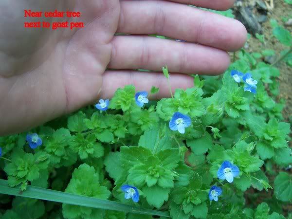 Burdock and ? - Plant and Tree Identification