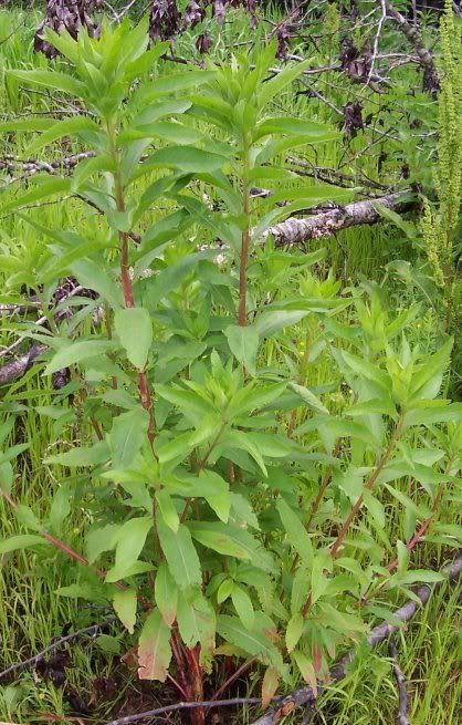 New info on wild plants - Plant and Tree Identification