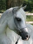© Kenelm Arabians