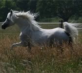 © Kenelm Arabians