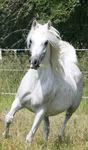 © Kenelm Arabians