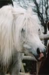 © Kenelm Arabians