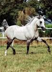 © Kenelm Arabians