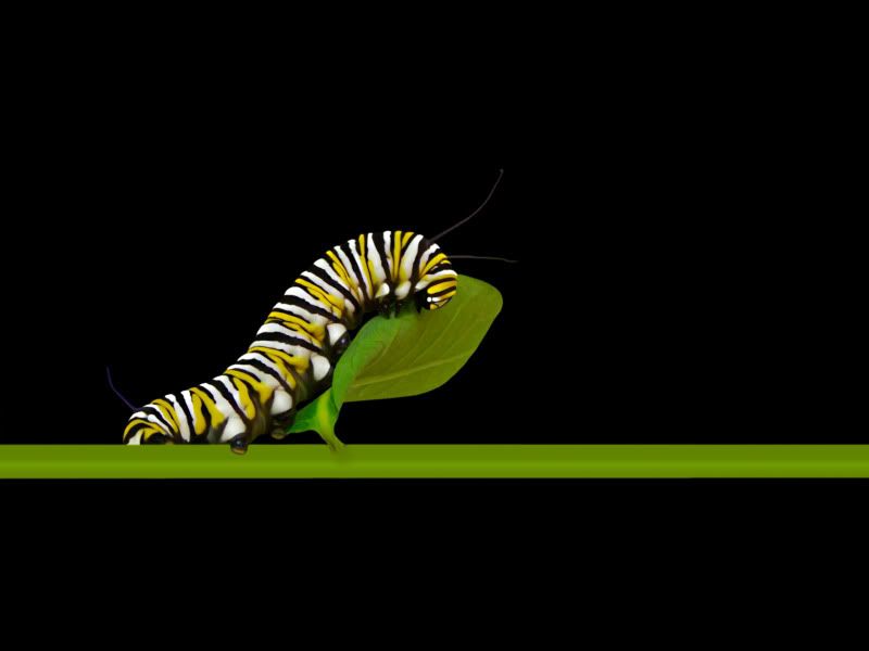 monarch caterpillar clipart. Monarch Caterpillar Image
