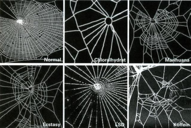[Image: drugwebs.jpg]
