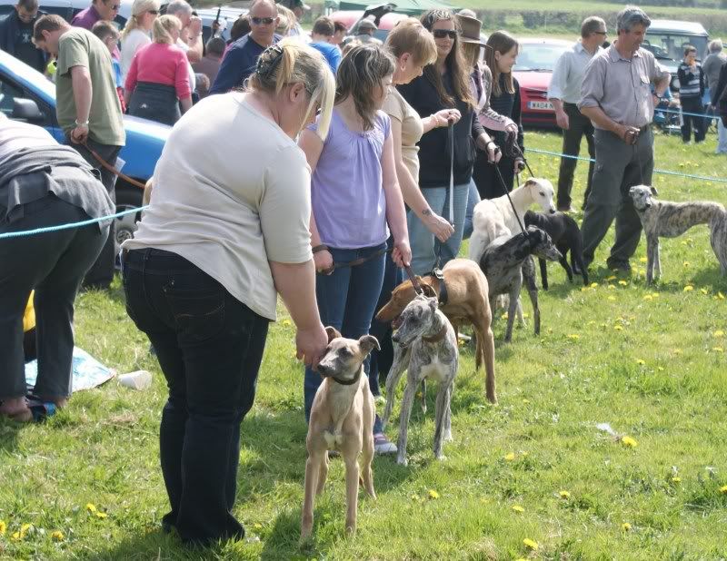 crewkernelurcherandterriershow125.jpg