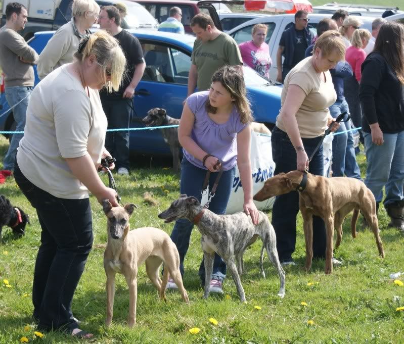 crewkernelurcherandterriershow128.jpg