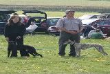 crewkernelurcherandterriershow13-1.jpg