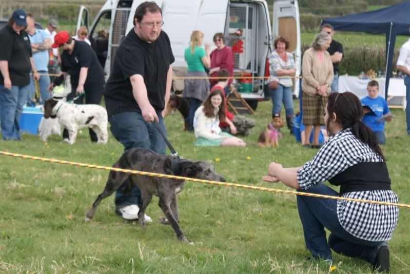 crewkernelurcherandterriershow227.jpg