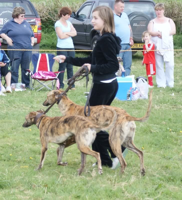 crewkernelurcherandterriershow257.jpg