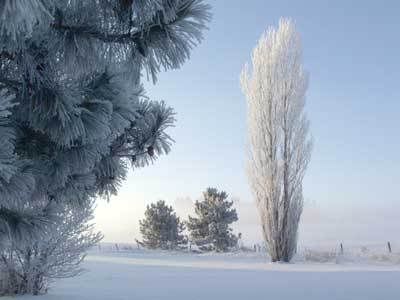 Snowy Poplar