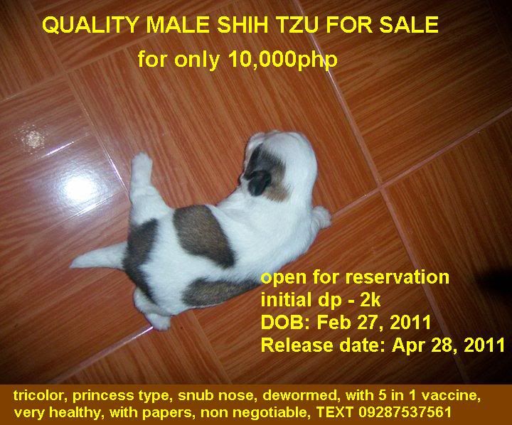 Shih+tzu+puppies+for+sale+in+bangalore