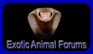 Exotic Animal Forums