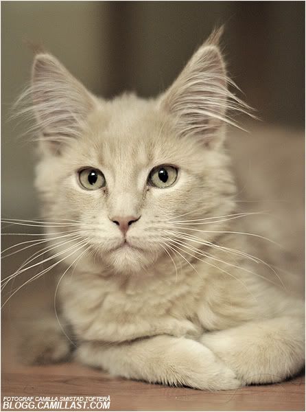 MAIN COON MAIN COON
