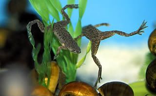 african dwarf frog