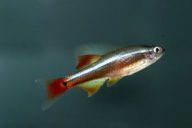 white cloud minnow