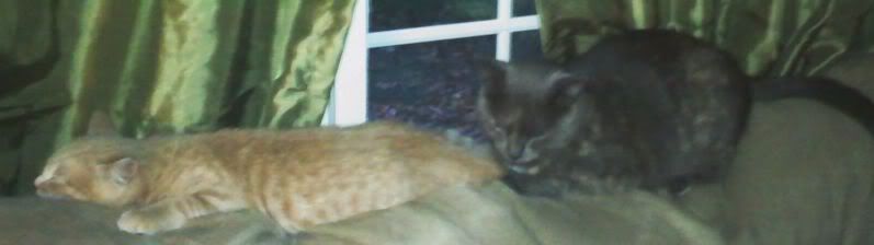 102500174801.jpg picture by GracefulMeadow86