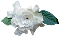 Gardenia Pictures, Images and Photos