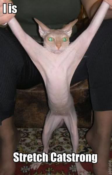 http://i114.photobucket.com/albums/n275/ack3300/NakedCat.jpg