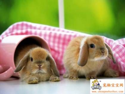 cute-little-bunnies1.jpg