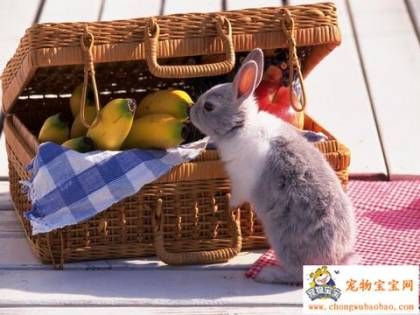 cute-little-bunnies2.jpg