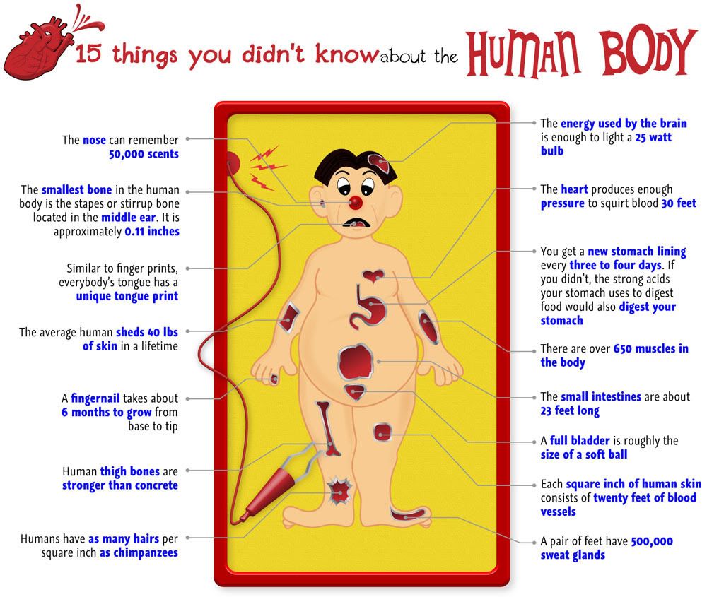 Educational Human Body