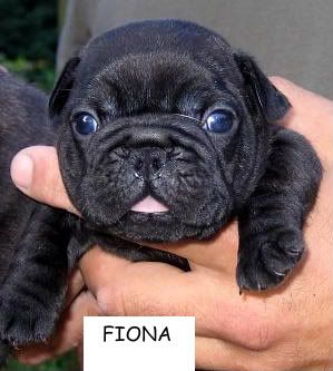 Fiona-1.jpg