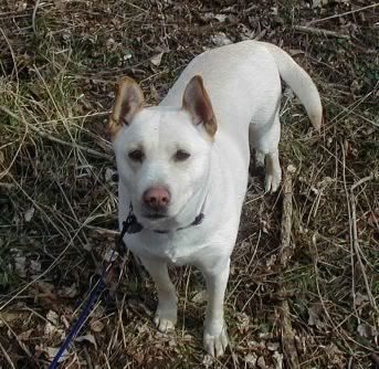 What Kind Of Dog(s) Do You Have? - Homesteading Questions